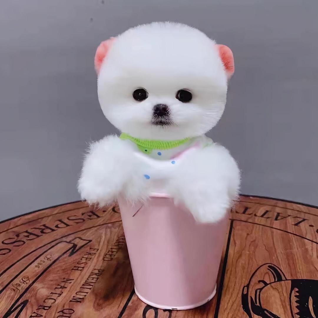 茶杯犬