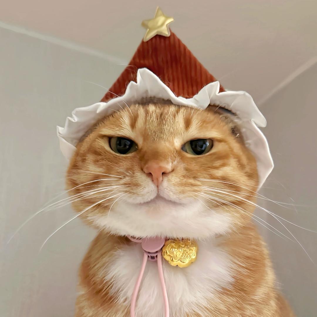 猫猫咪咪