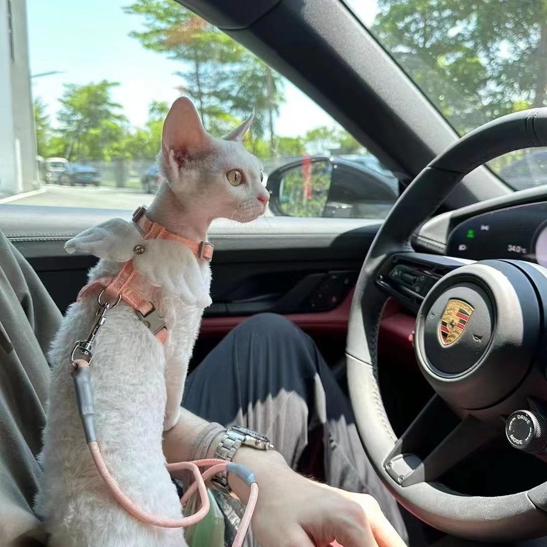 在日照卖猫狗的零零后