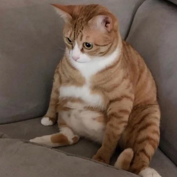 大肥猫爱晋城