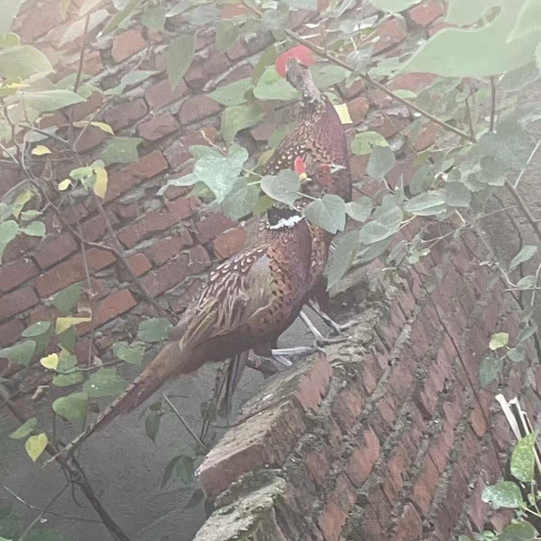 阜阳七彩山鸡养殖