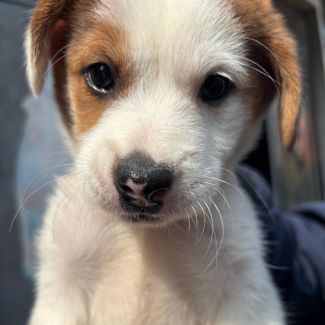 蒜皮最可爱了 刀疤也很可爱