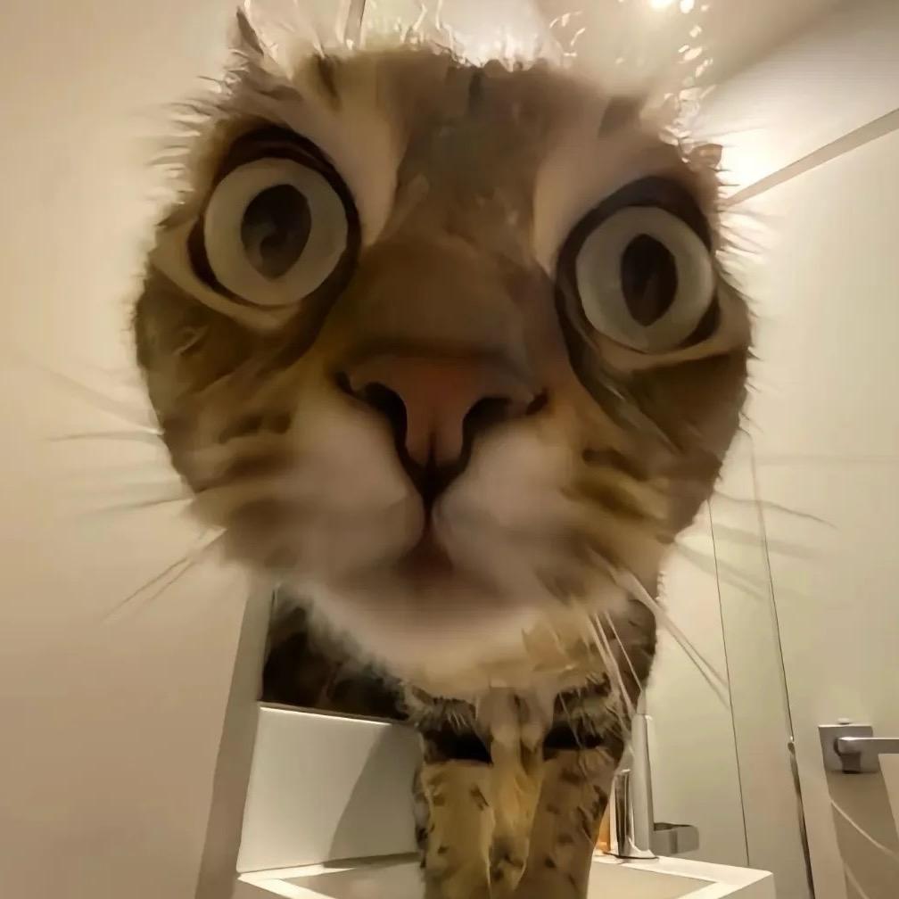 ᥫᩣ..