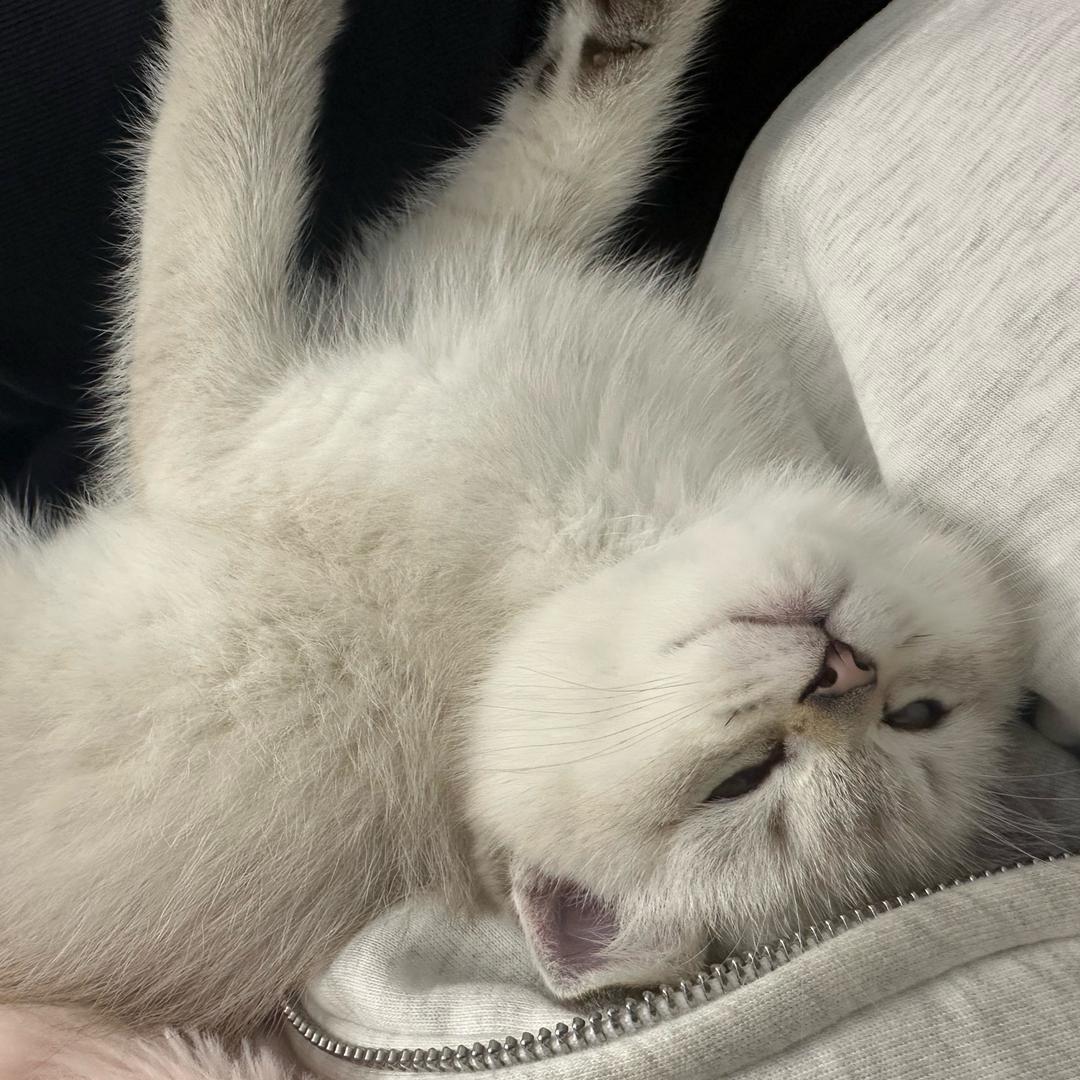 发财小熊
