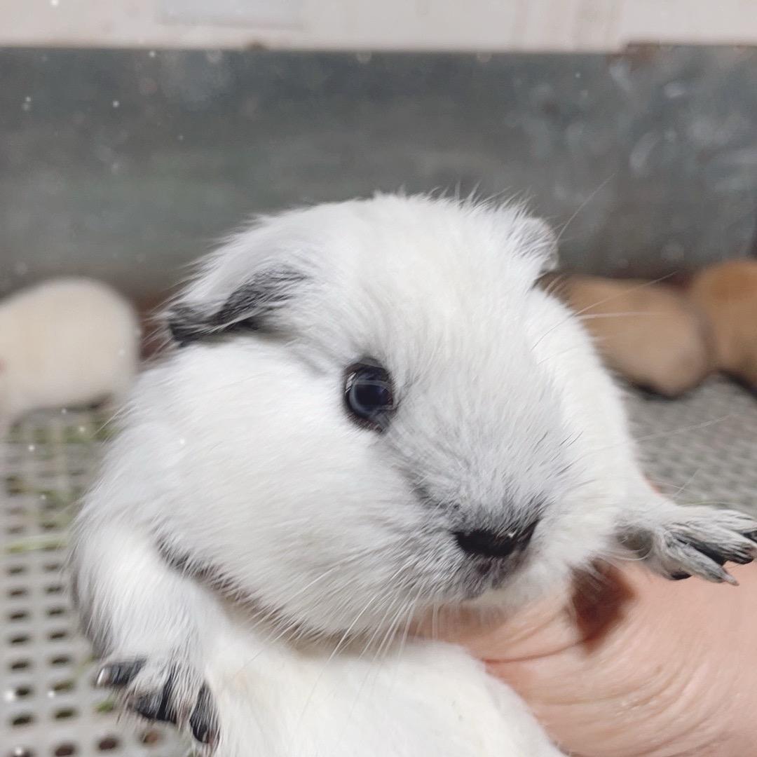 萌宠豚鼠小号