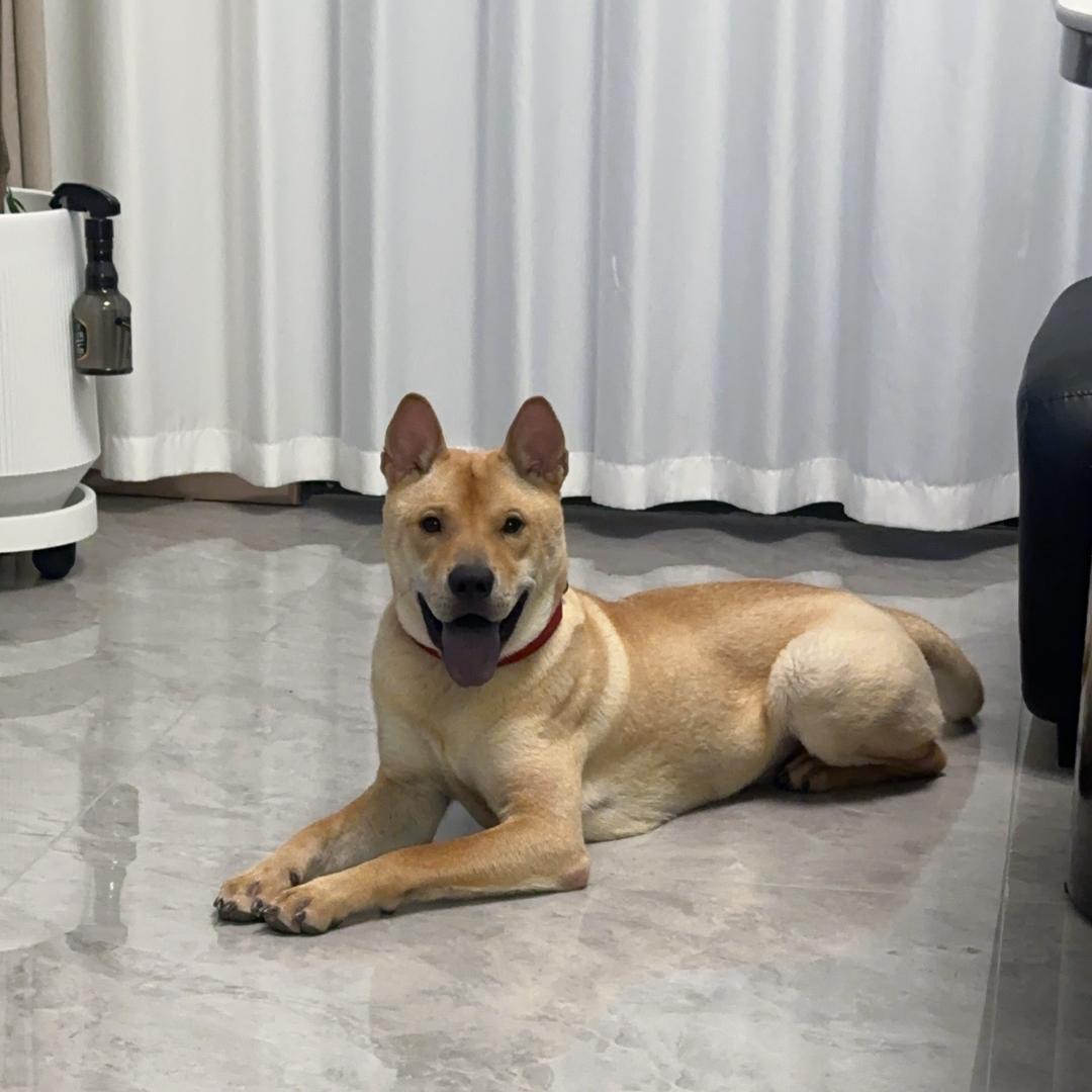 田园犬可口可乐