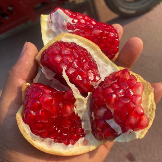 喜来石榴种植管理