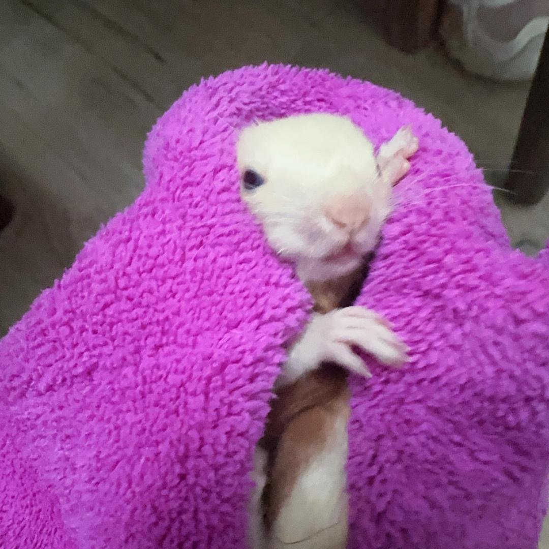 爱心熊（连赞拉黑）