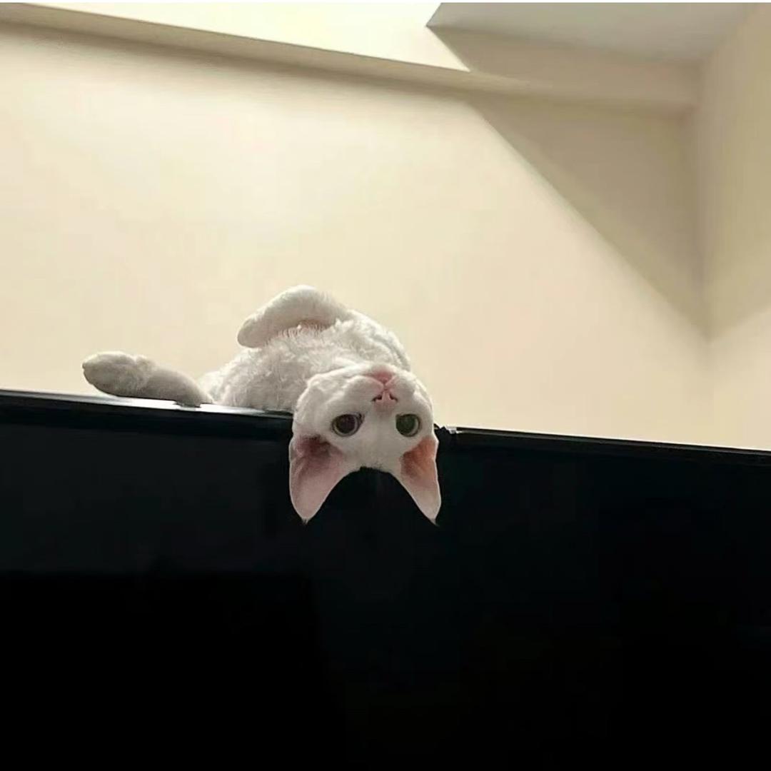 猫九