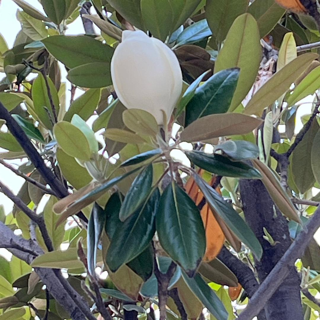 太阳的光