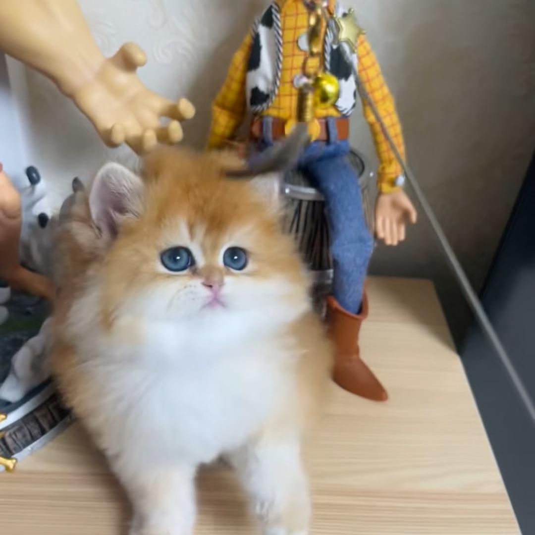 小小宠物猫-小马