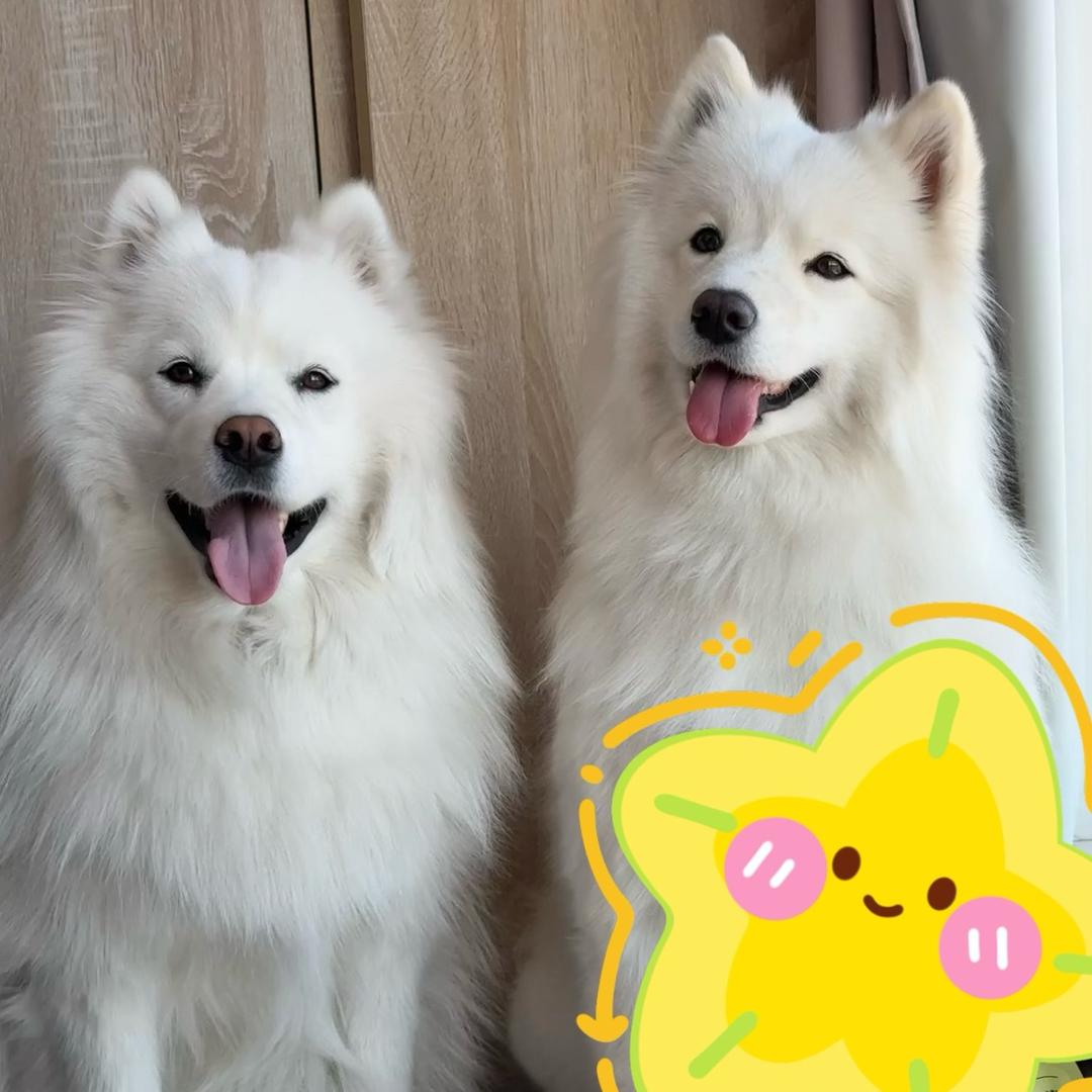 六六大姐大的顺小弟