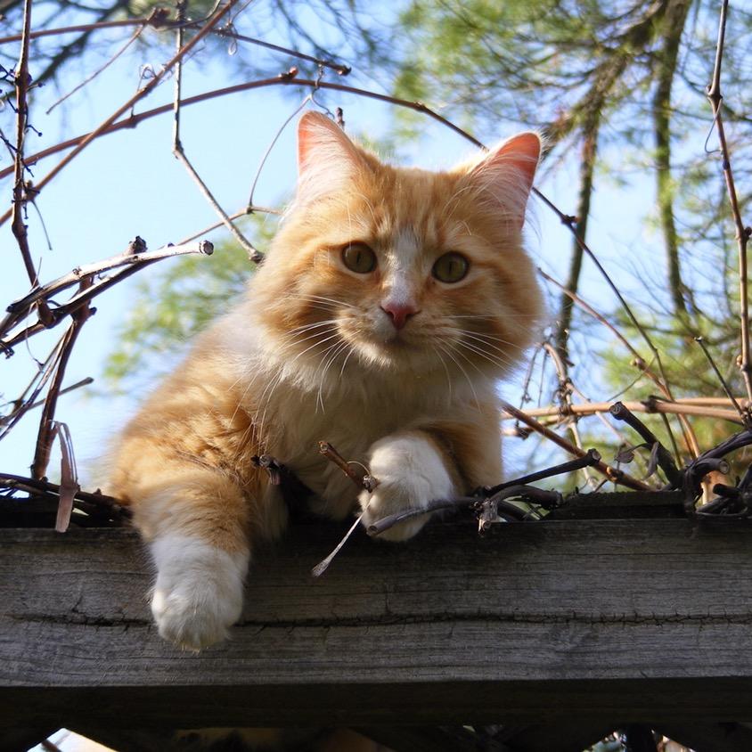 野良の猫