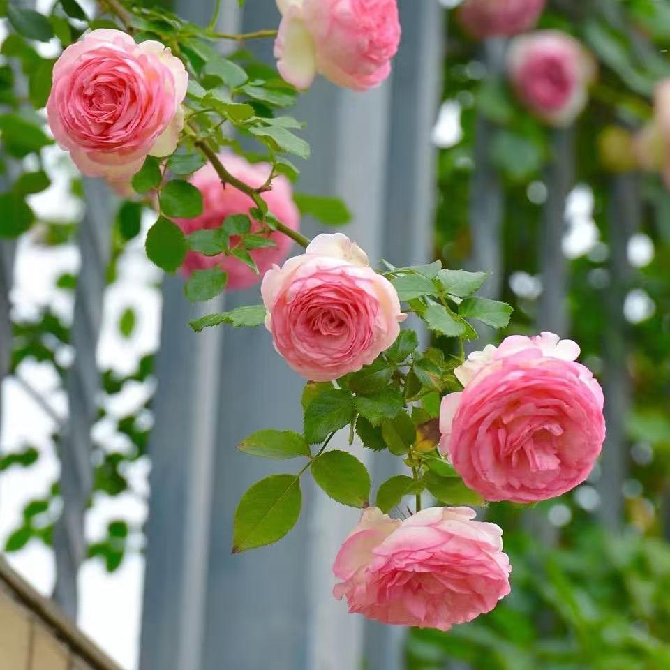 云已🌸花卉