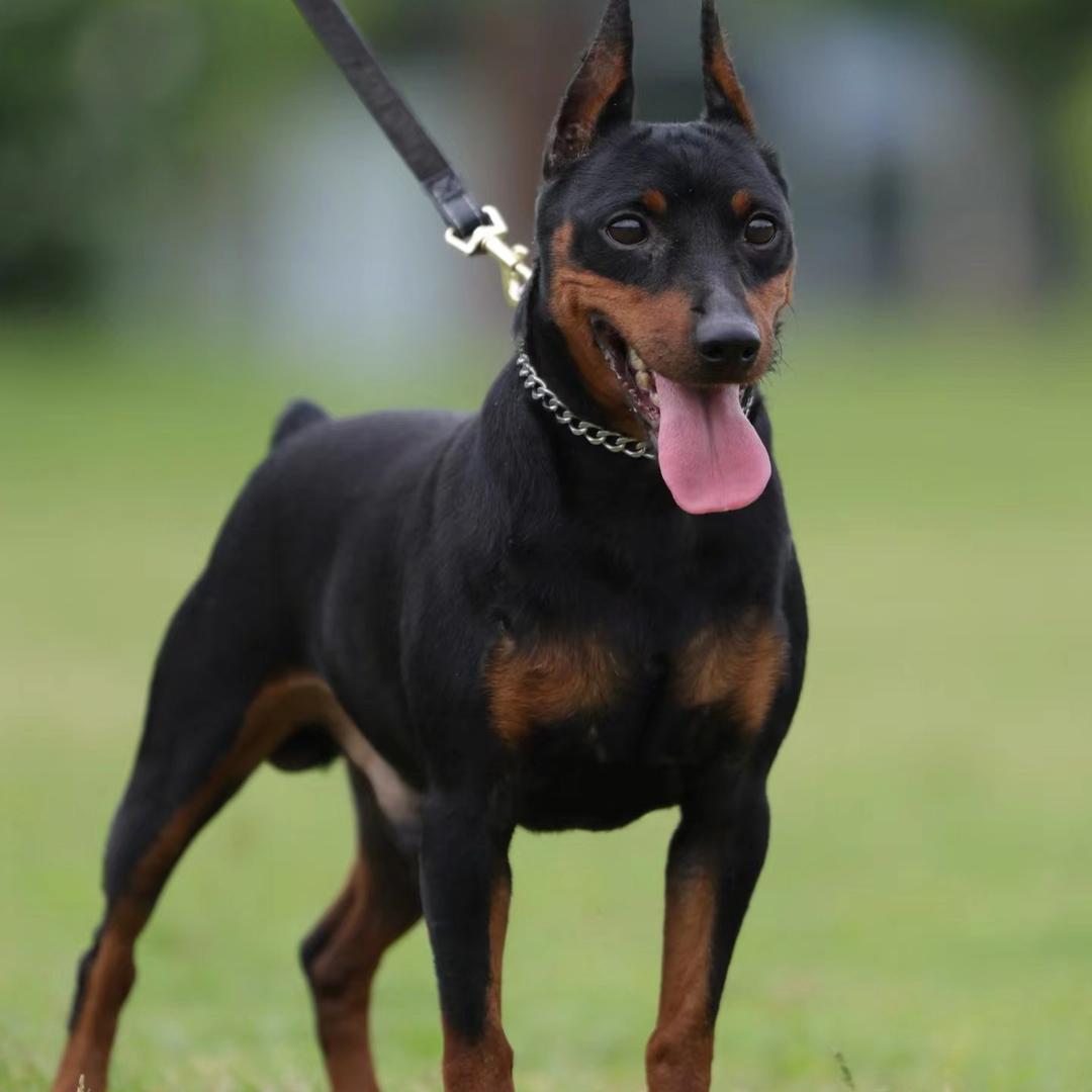 迷你宾沙犬【玩具犬之王】（诺一犬业】