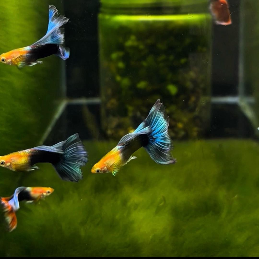 花花孔雀鱼（不想上班版）