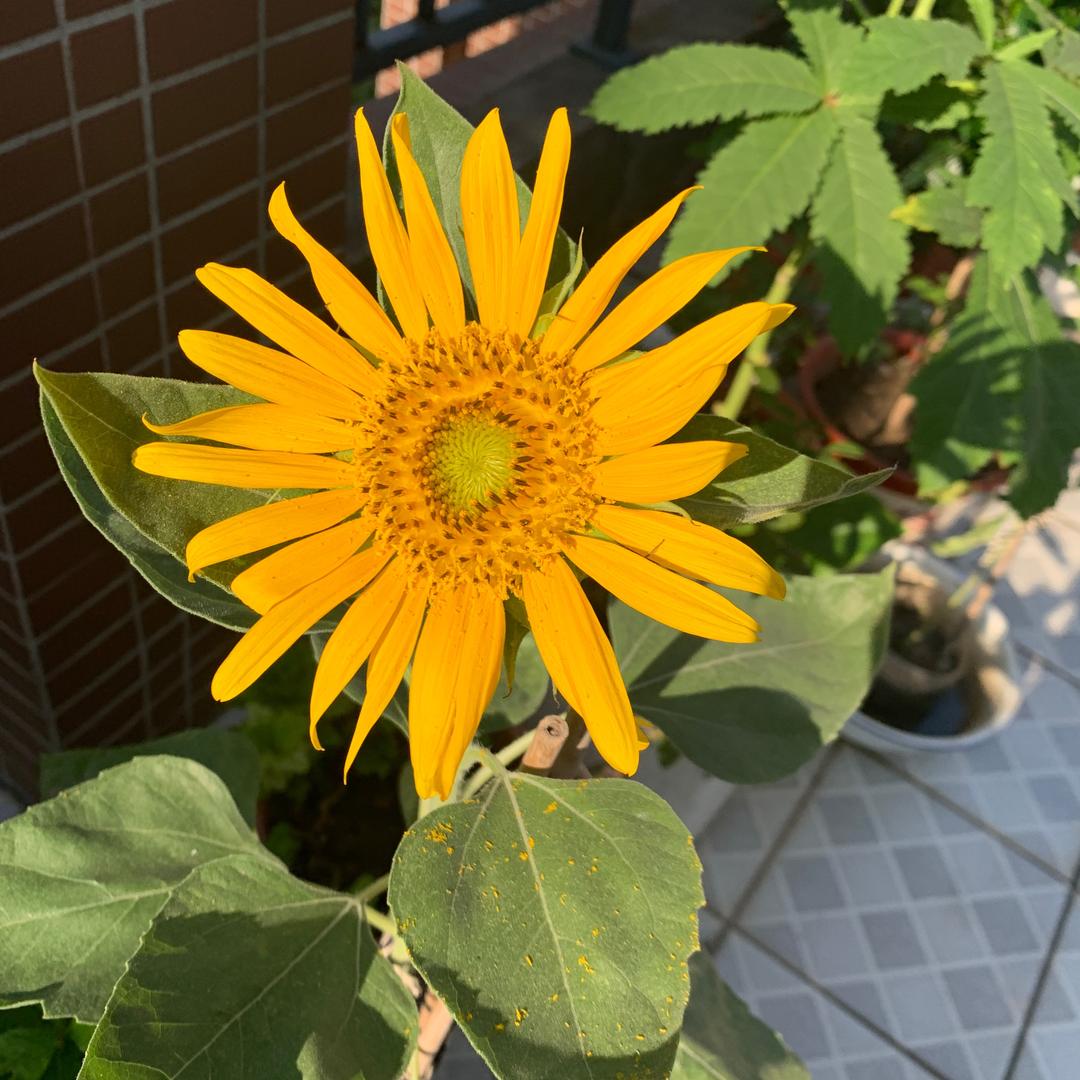 向阳而生、浮萍