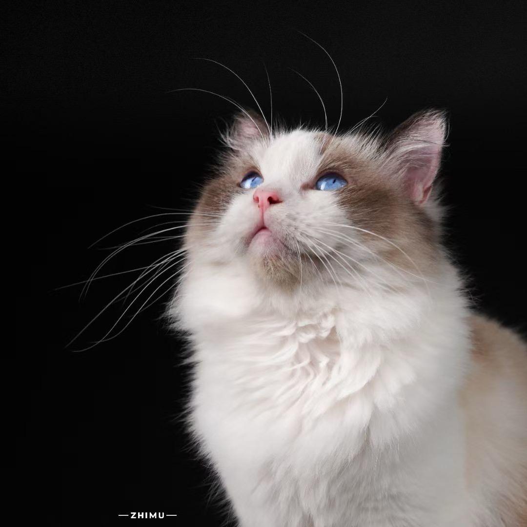 布偶猫
