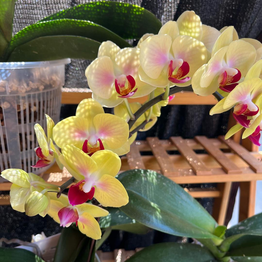 花掌柜的花