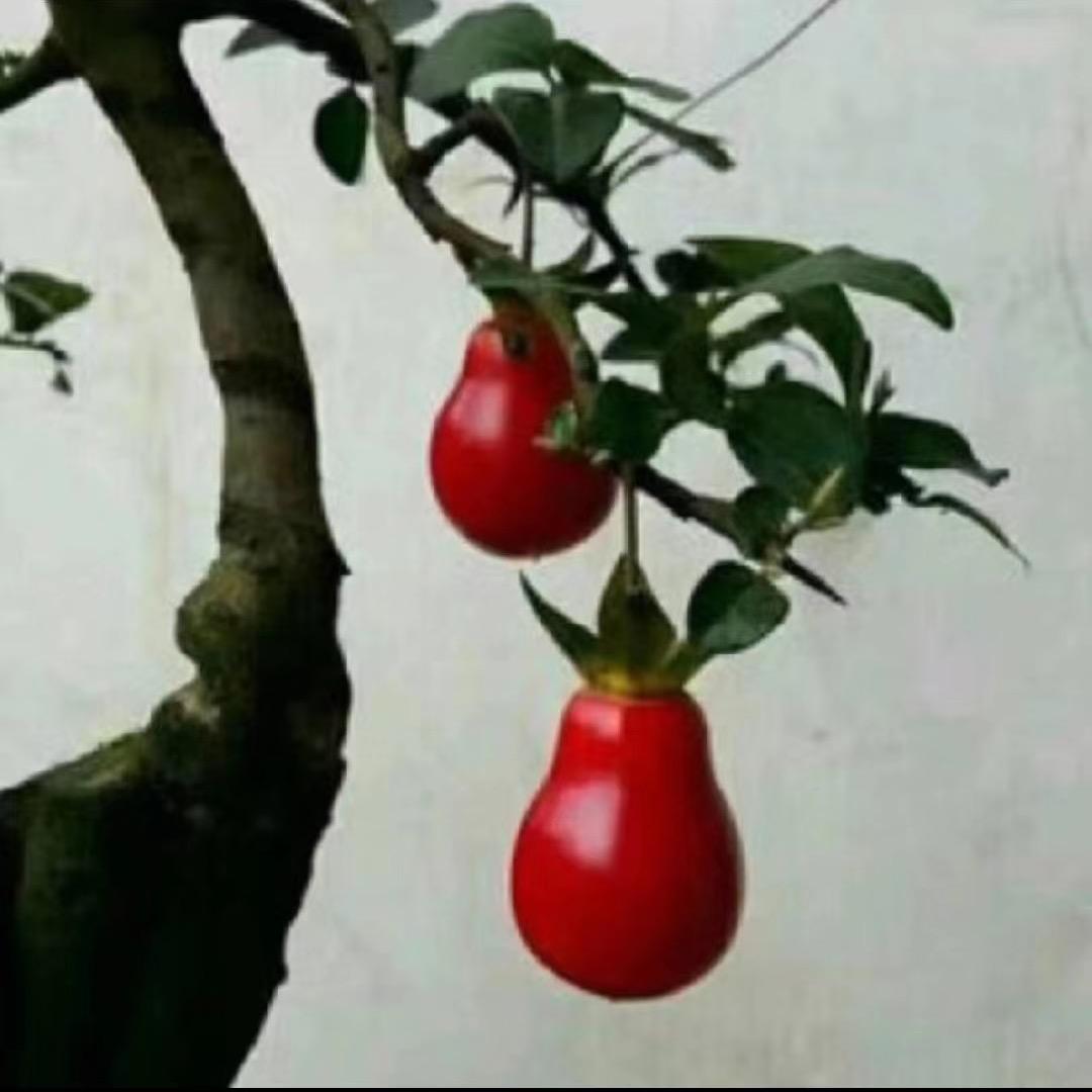 景逸园艺