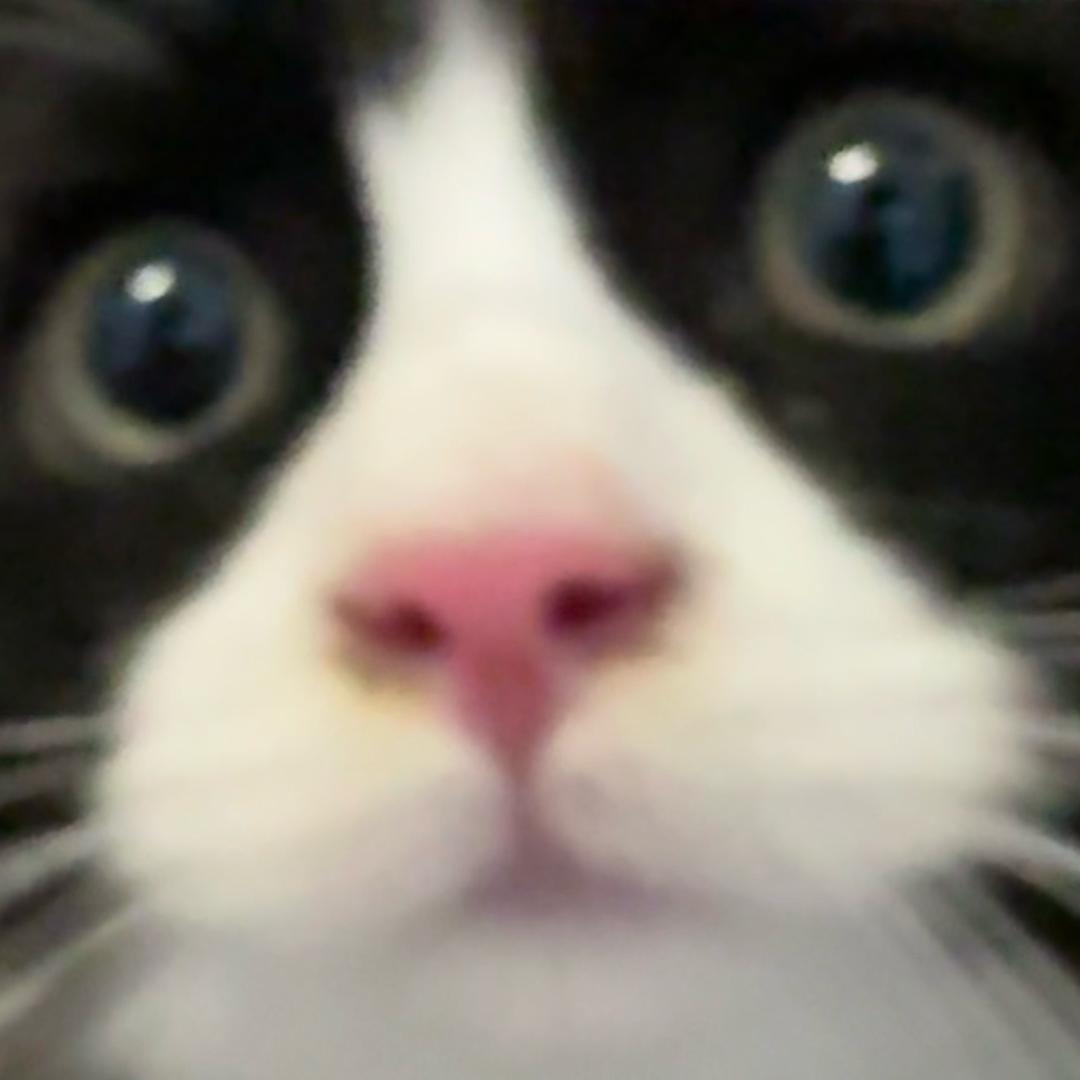 纯良猫猫大帝