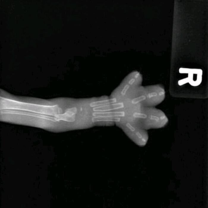 Ｒ.