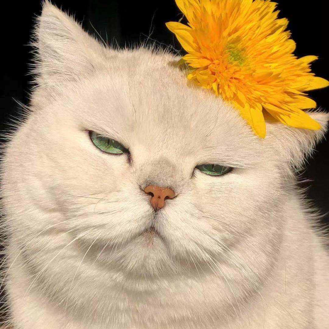 呀呀呀牙疼