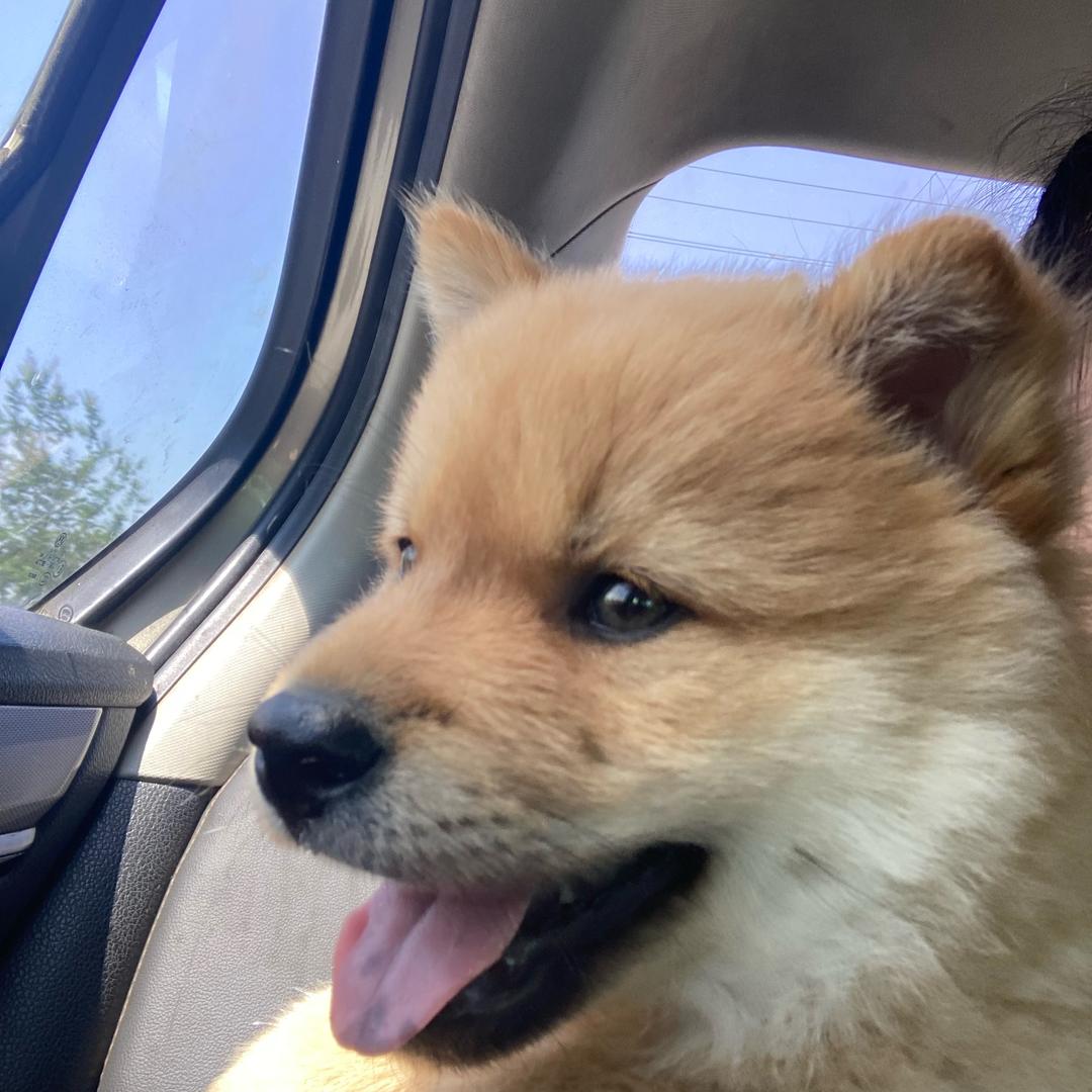 七仔是只中华田园犬