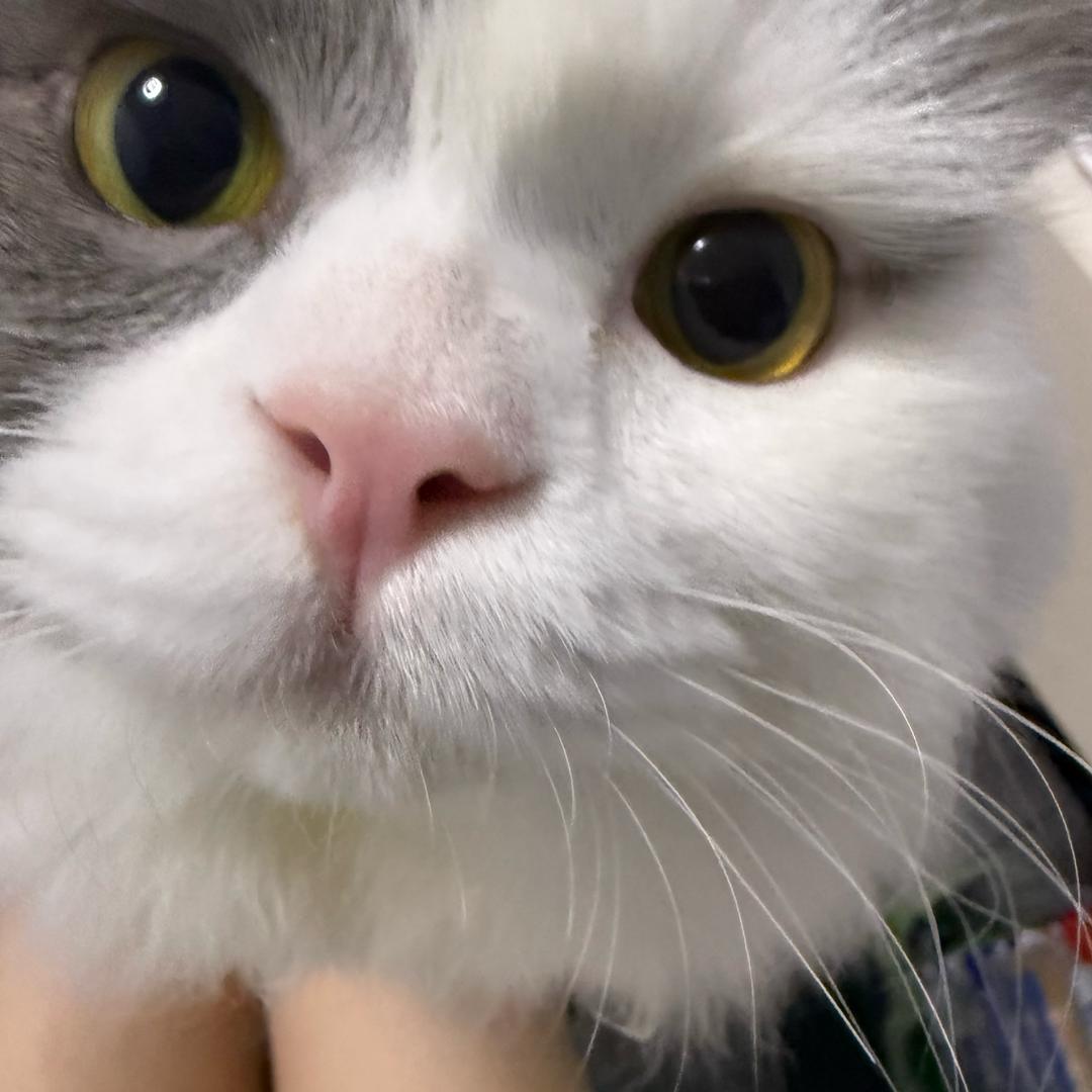 满窝肥猪飞最黑