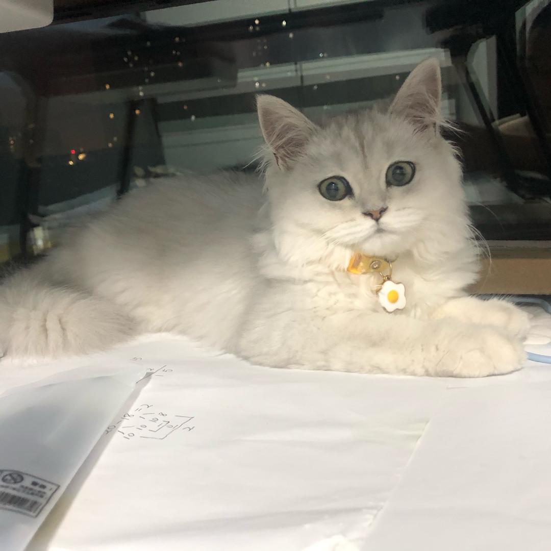 神兽点点🐱