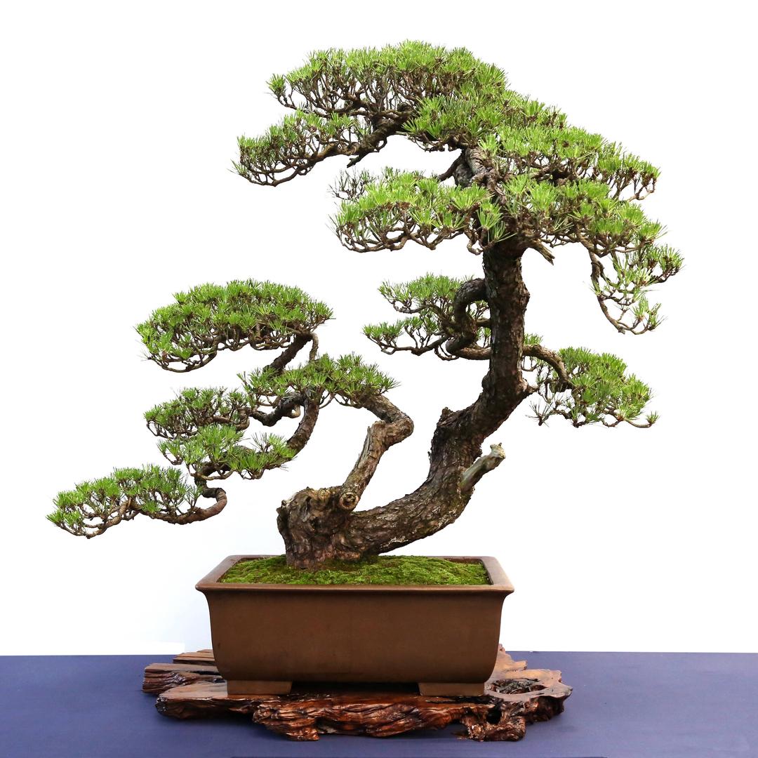 寒玉园艺