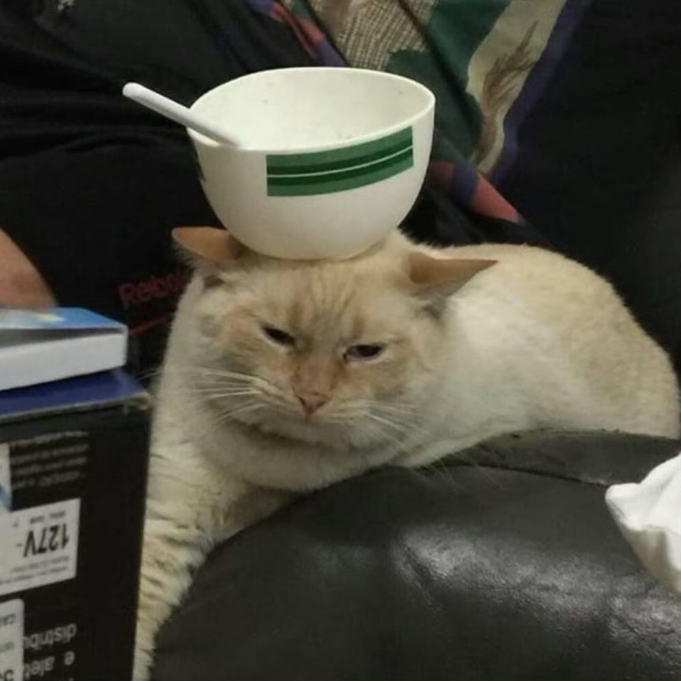 小猫钓鱼