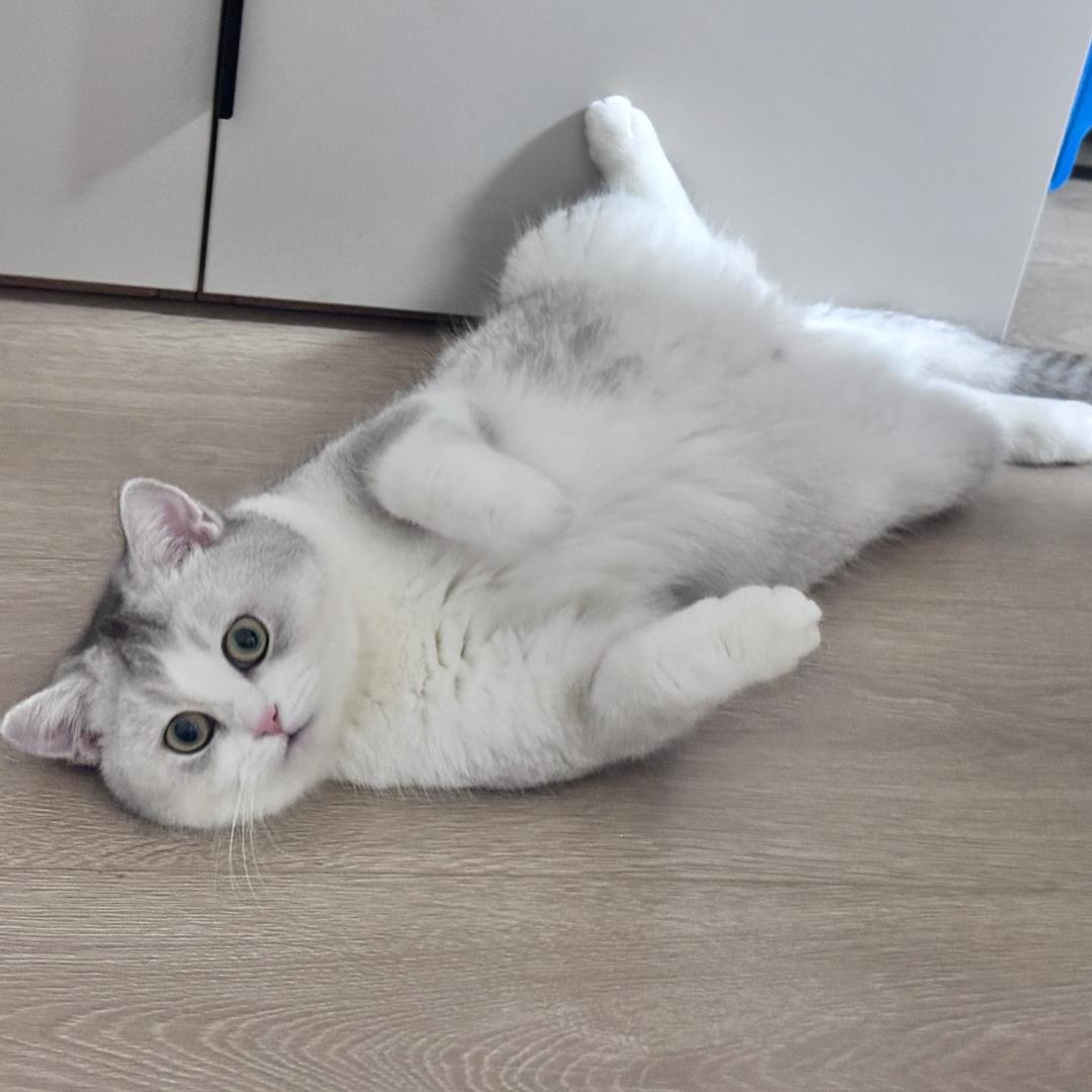 ❣️淡然