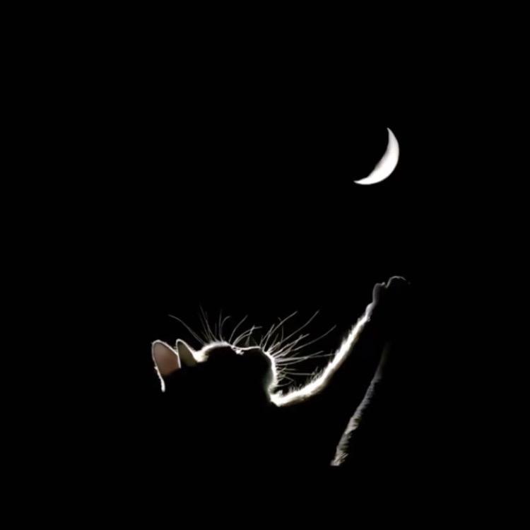 🌙🌙