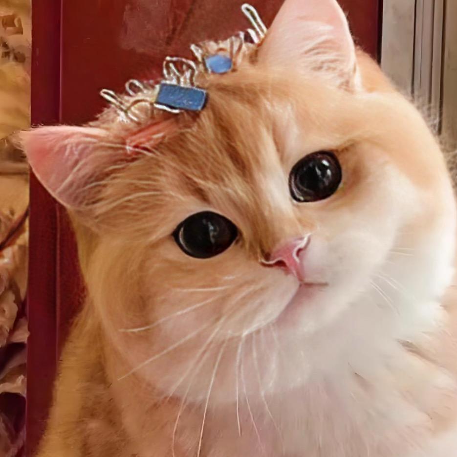 猫少年