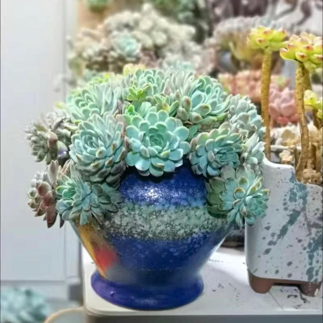 苗苗花盆