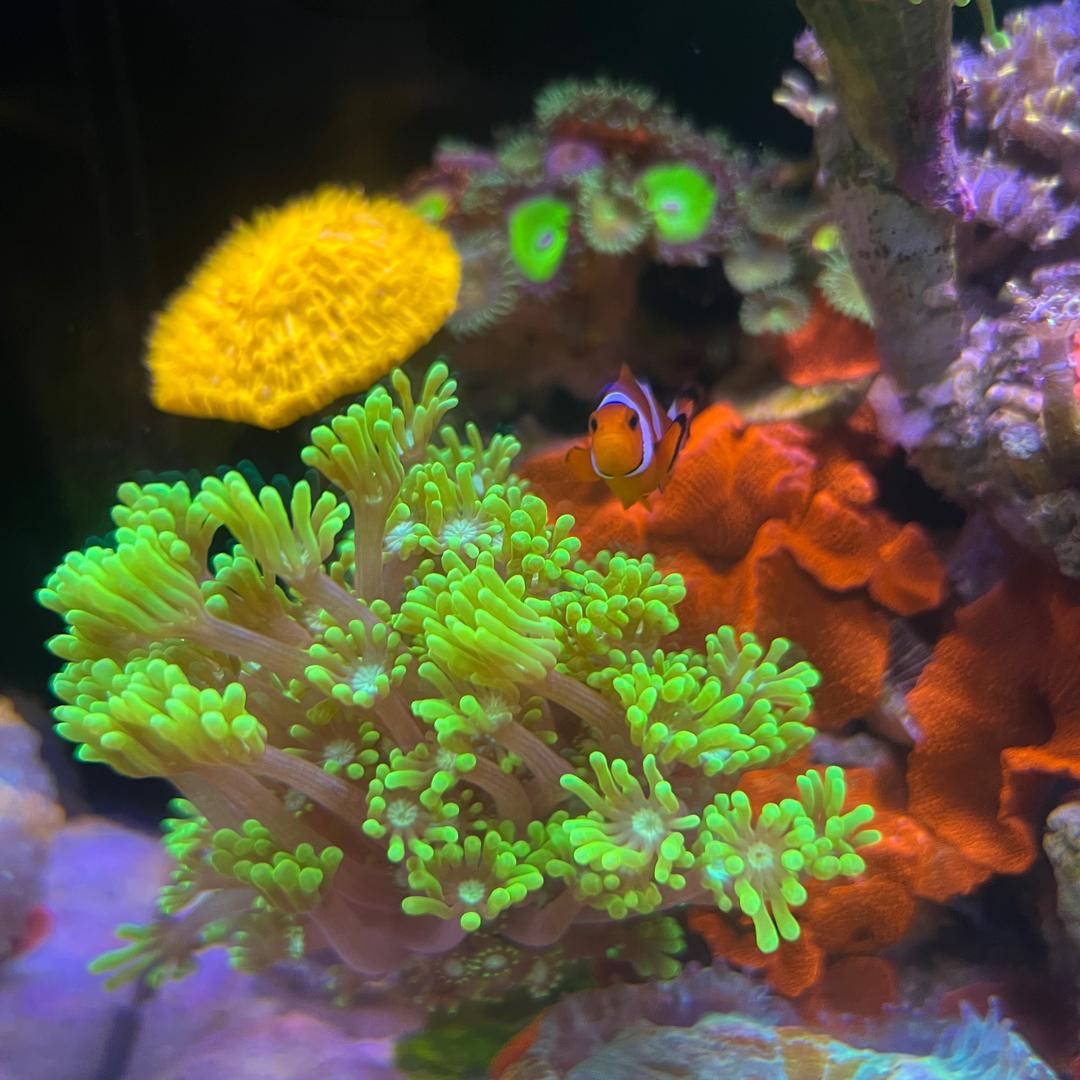 珊鱼社007 海水店