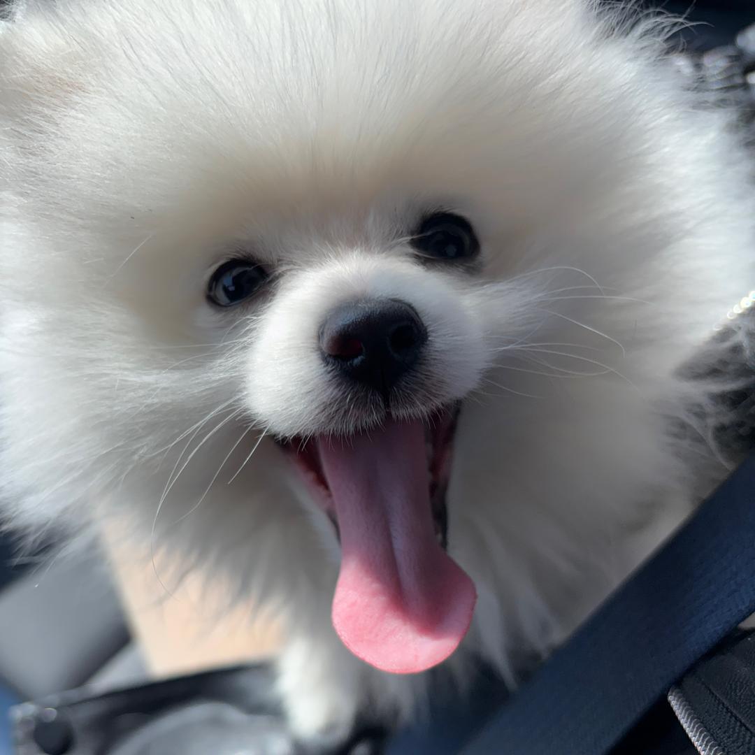 玫瑰藏于身后