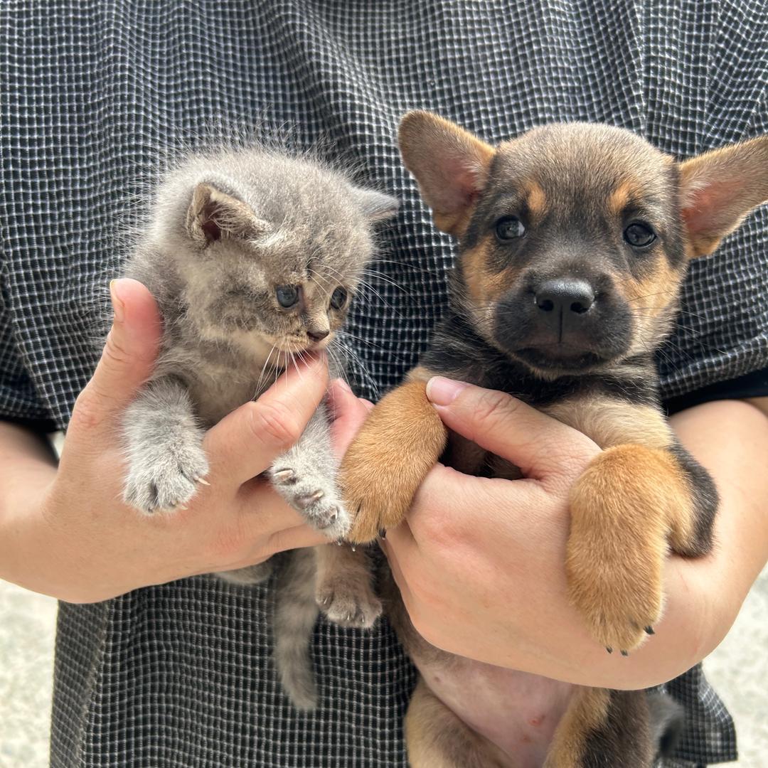 小寒是只猫