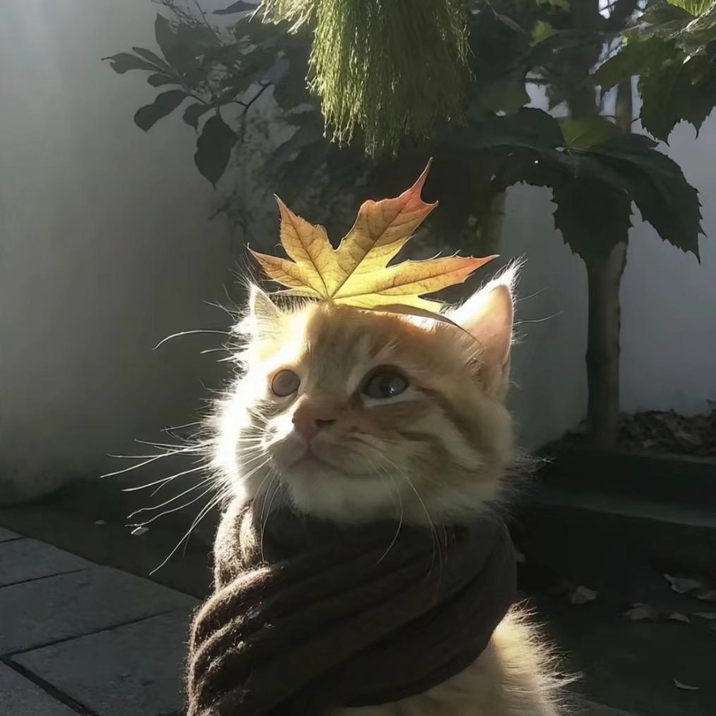 没头脑.