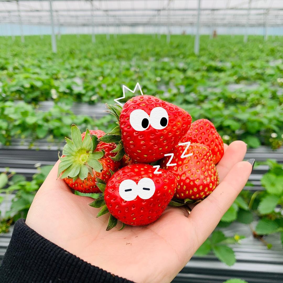 🍓立鹏草莓庄园🍓