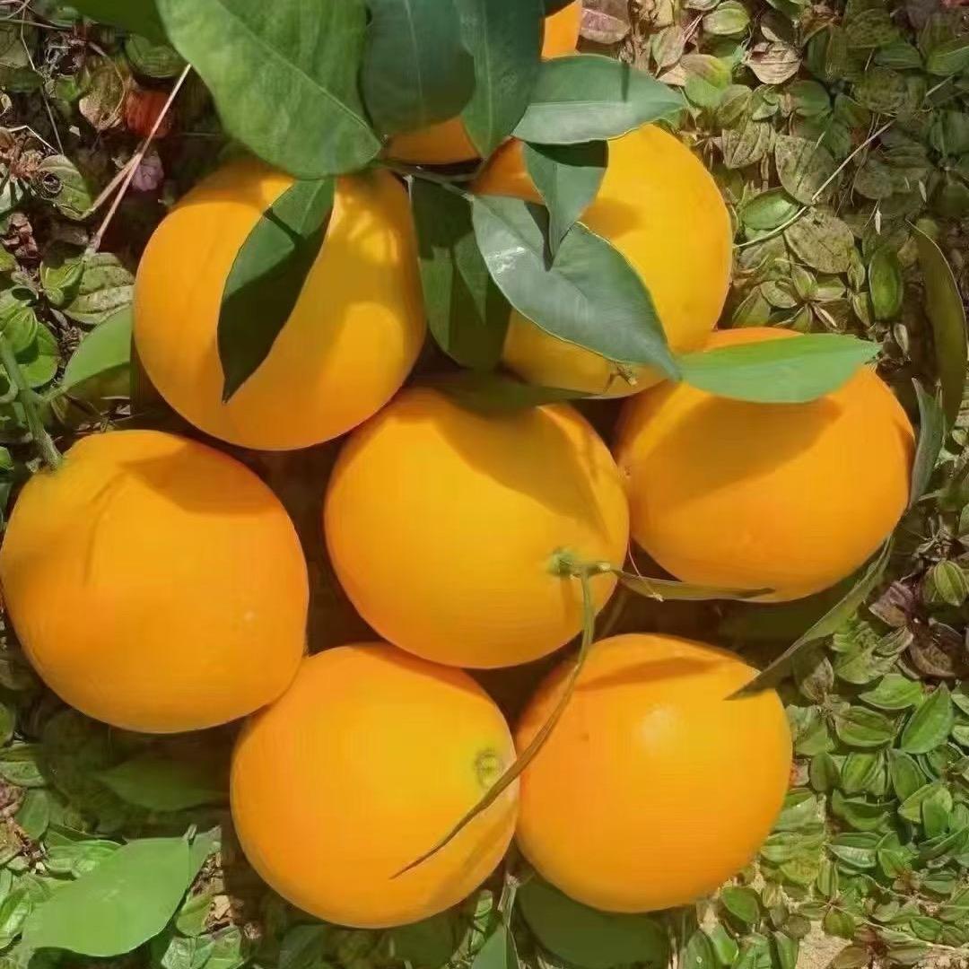 好物分享零食汇