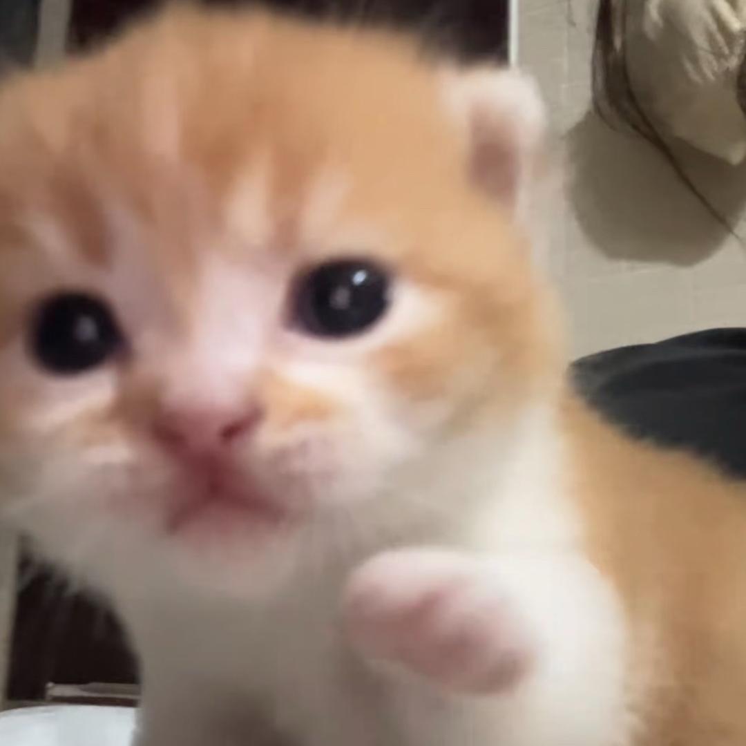 茄鱼鱼鱼鱼