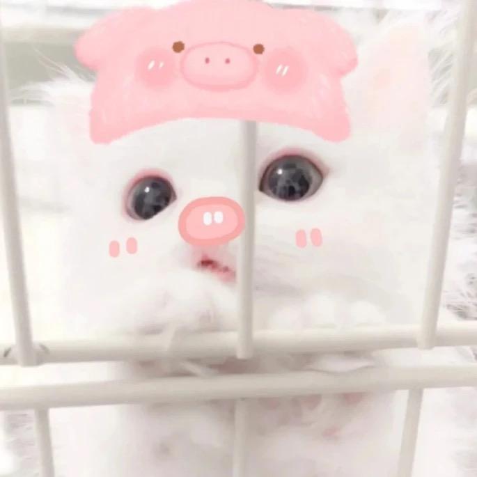 肥羊小Z