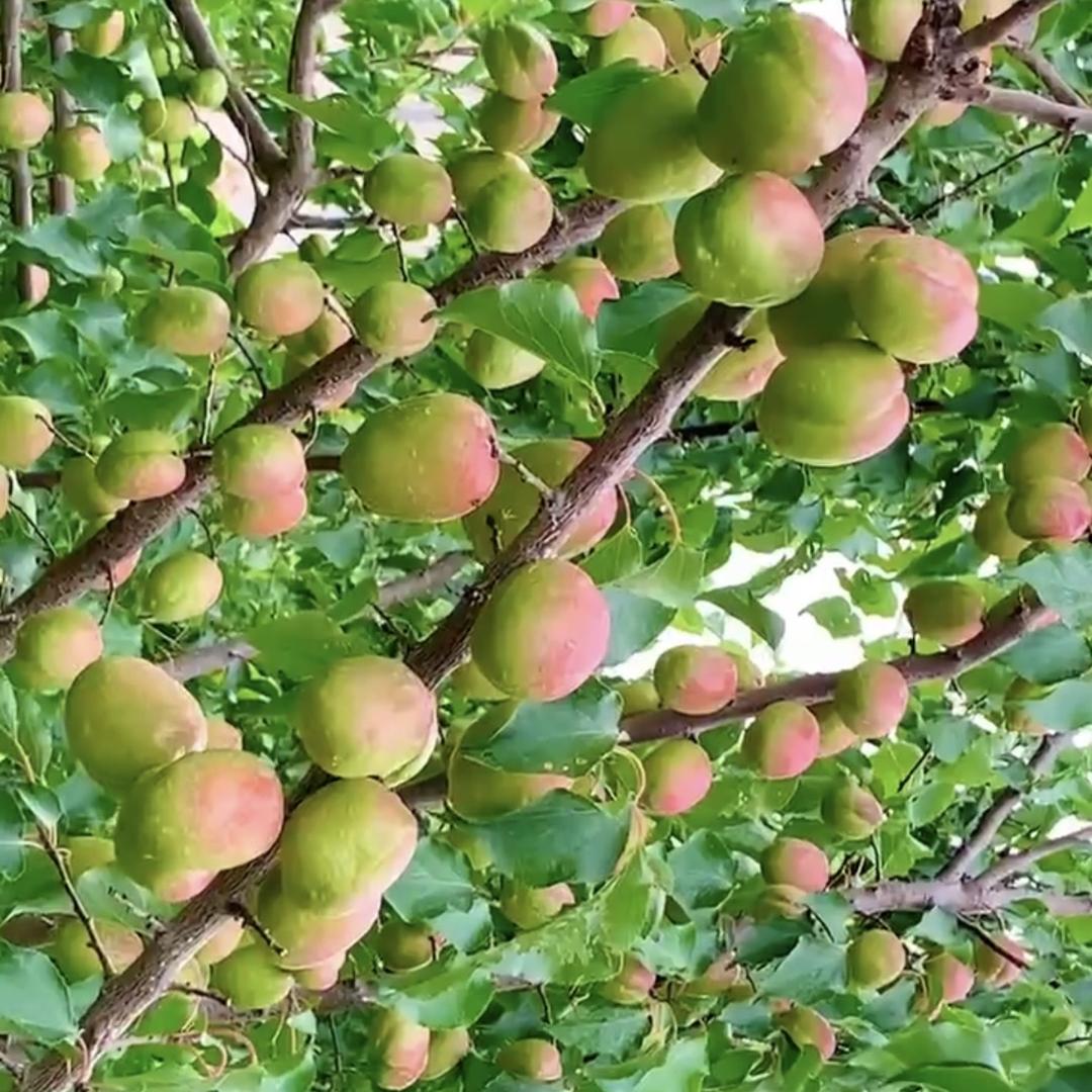 生鲜农场