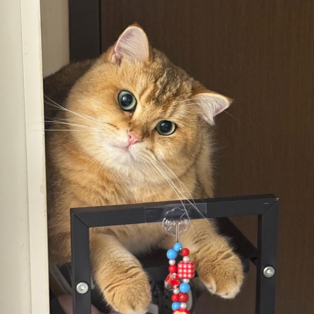 “包子的铲屎日记📔”