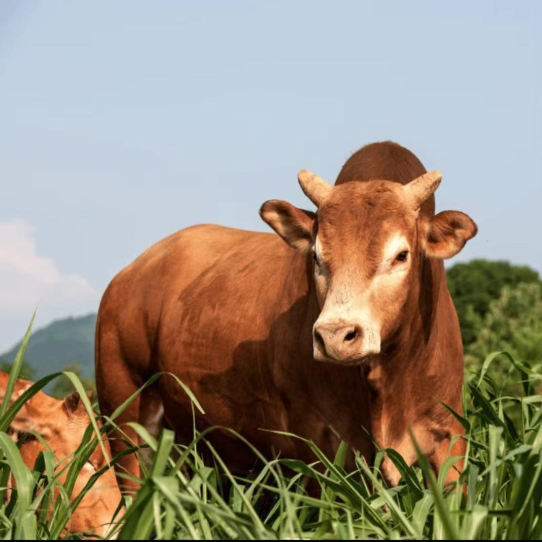 老二牛肉生鲜1