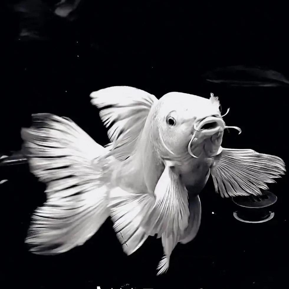 观鱼赏鱼🐟
