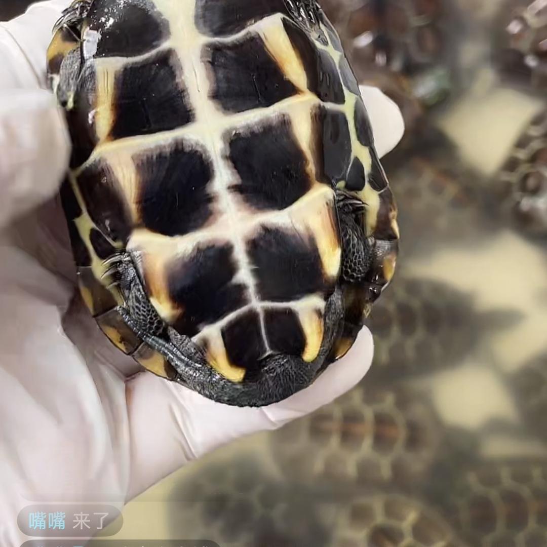 嘴嘴（麝香龟养殖）