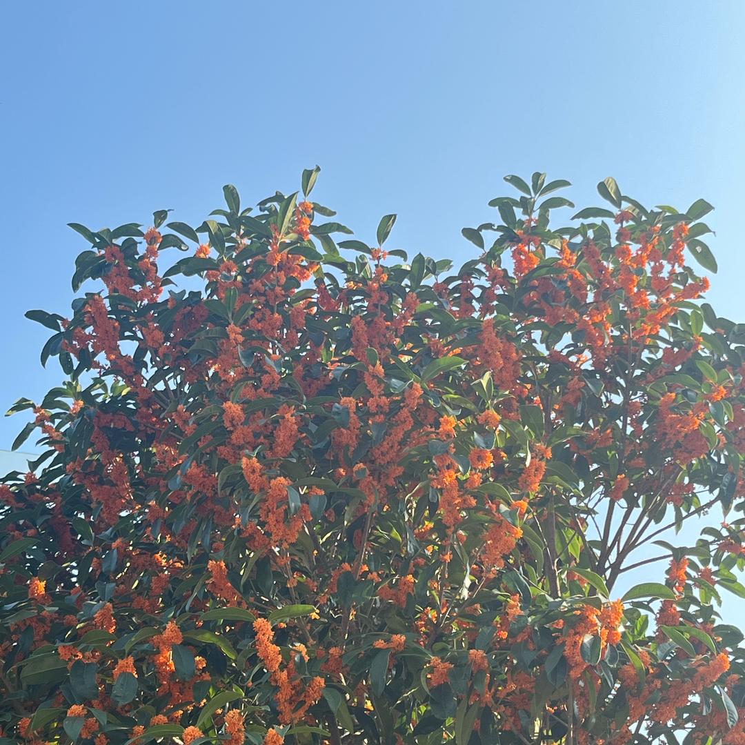 NY